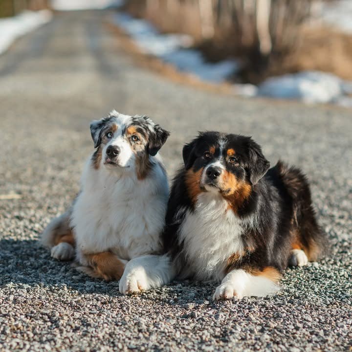Exceptional Aussie Shepherds - Our family and Australian Shepherds