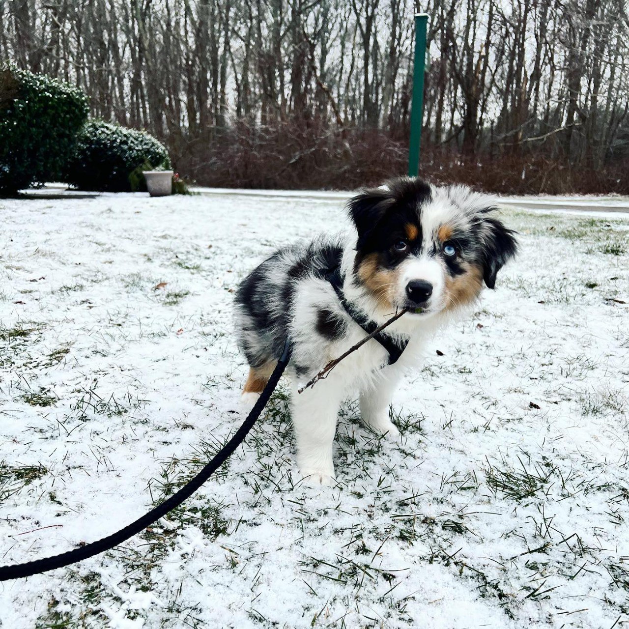 Sold - Australian Shepherd Puppy (photo 1 of 5)
